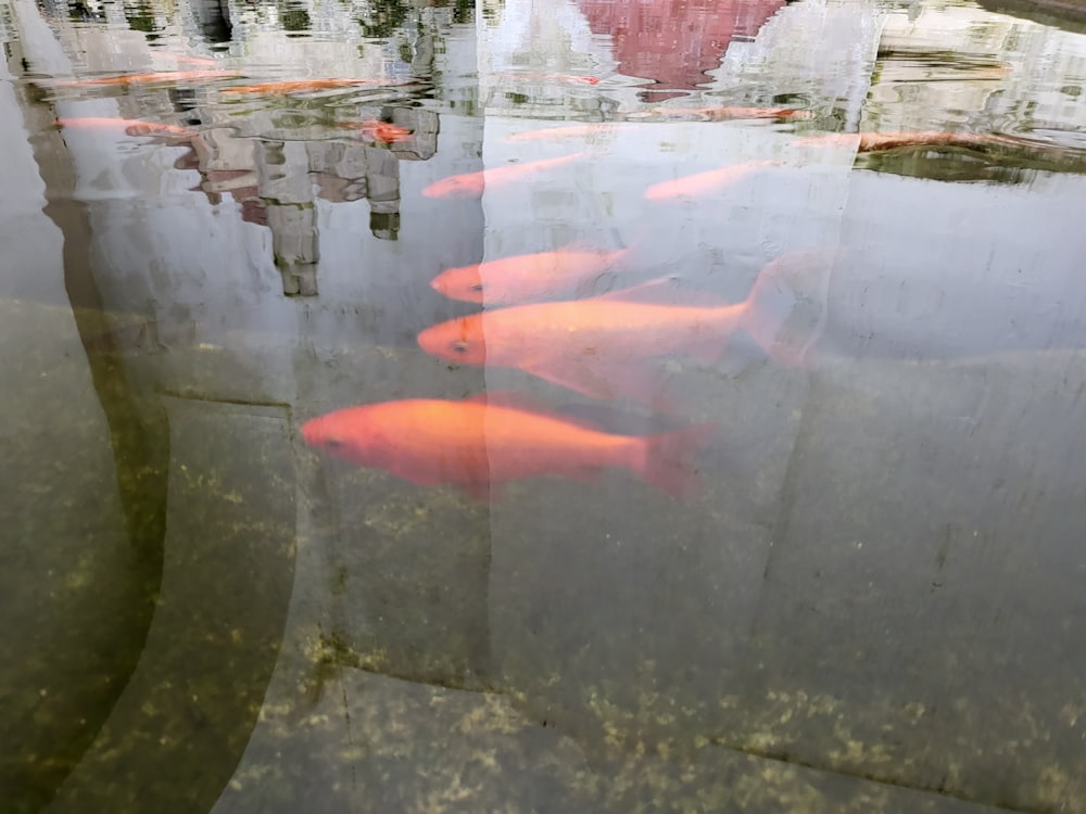 a group of fish swimming in a pond