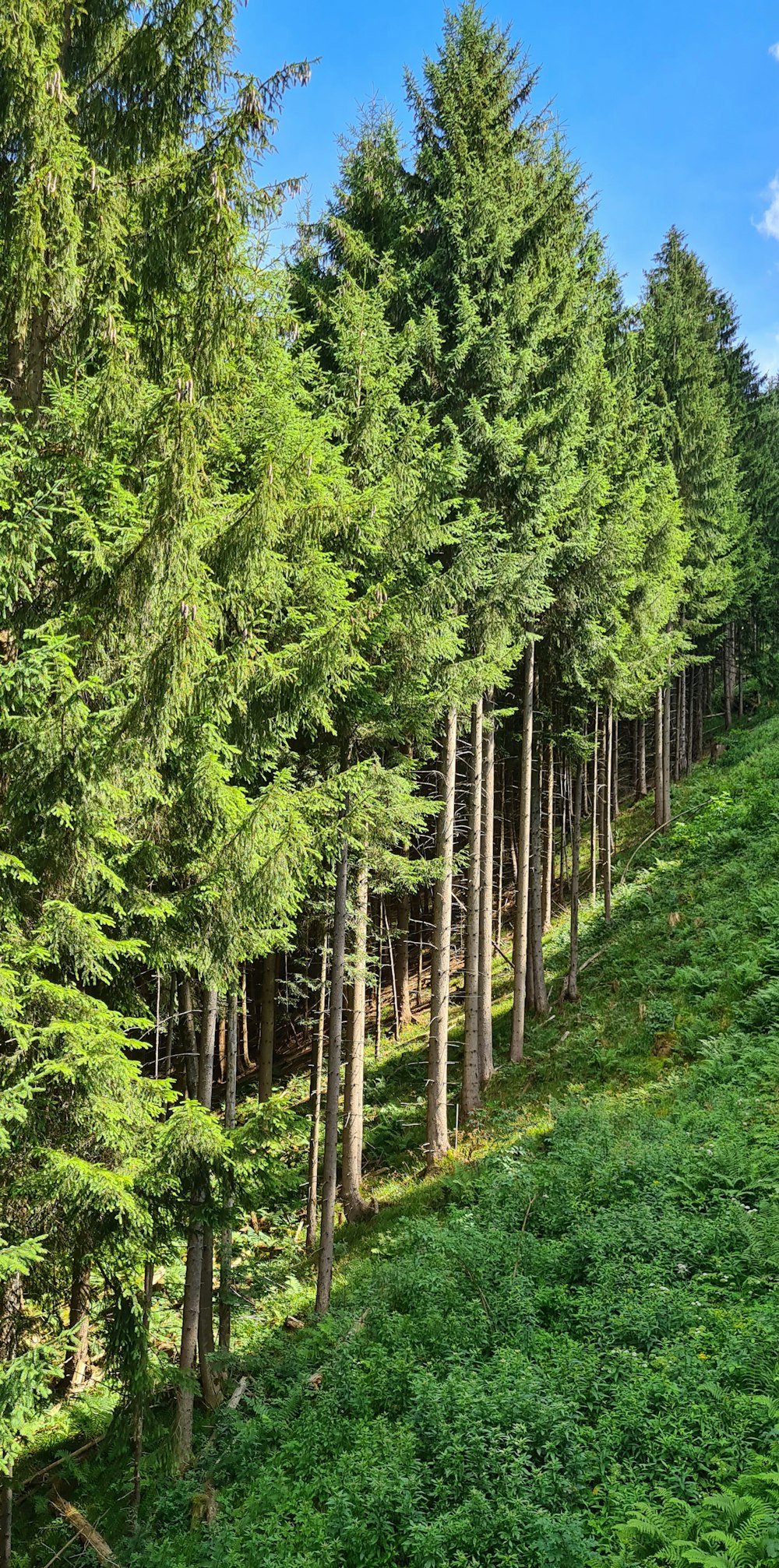 un bosque de árboles