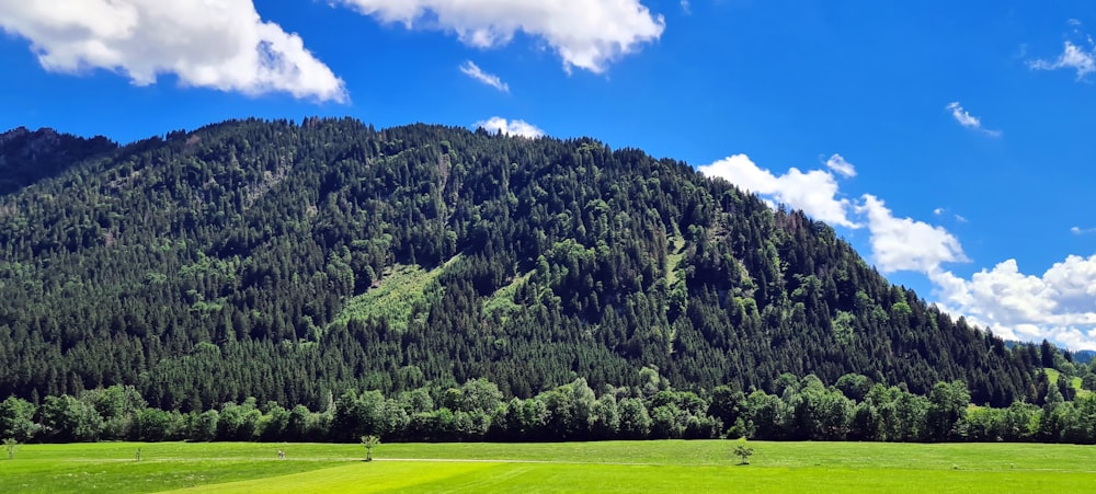 a large green hill with trees on it