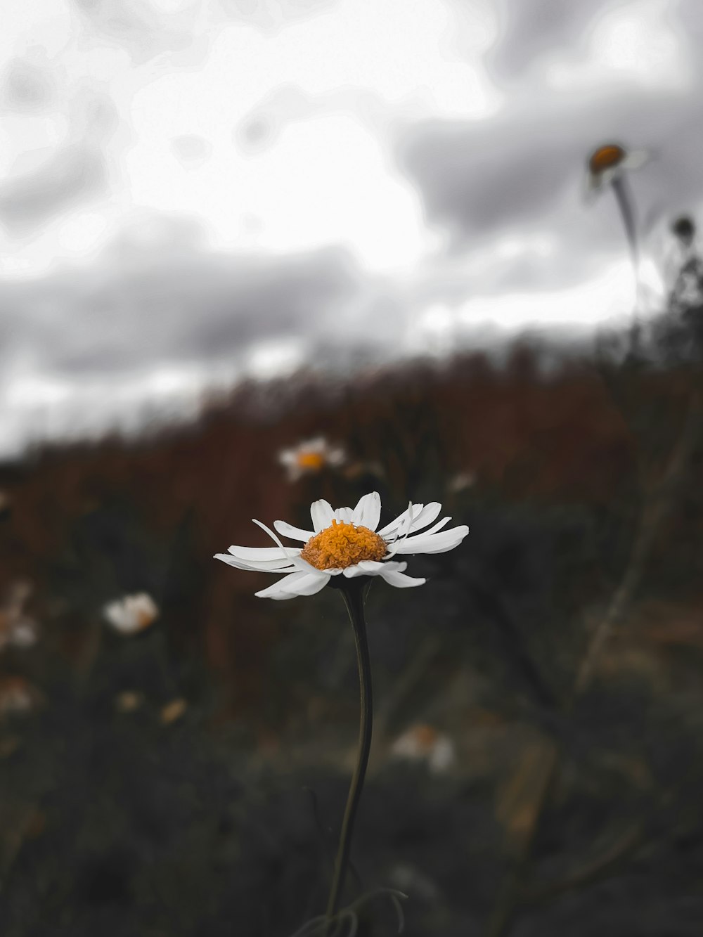 a close up of a flower