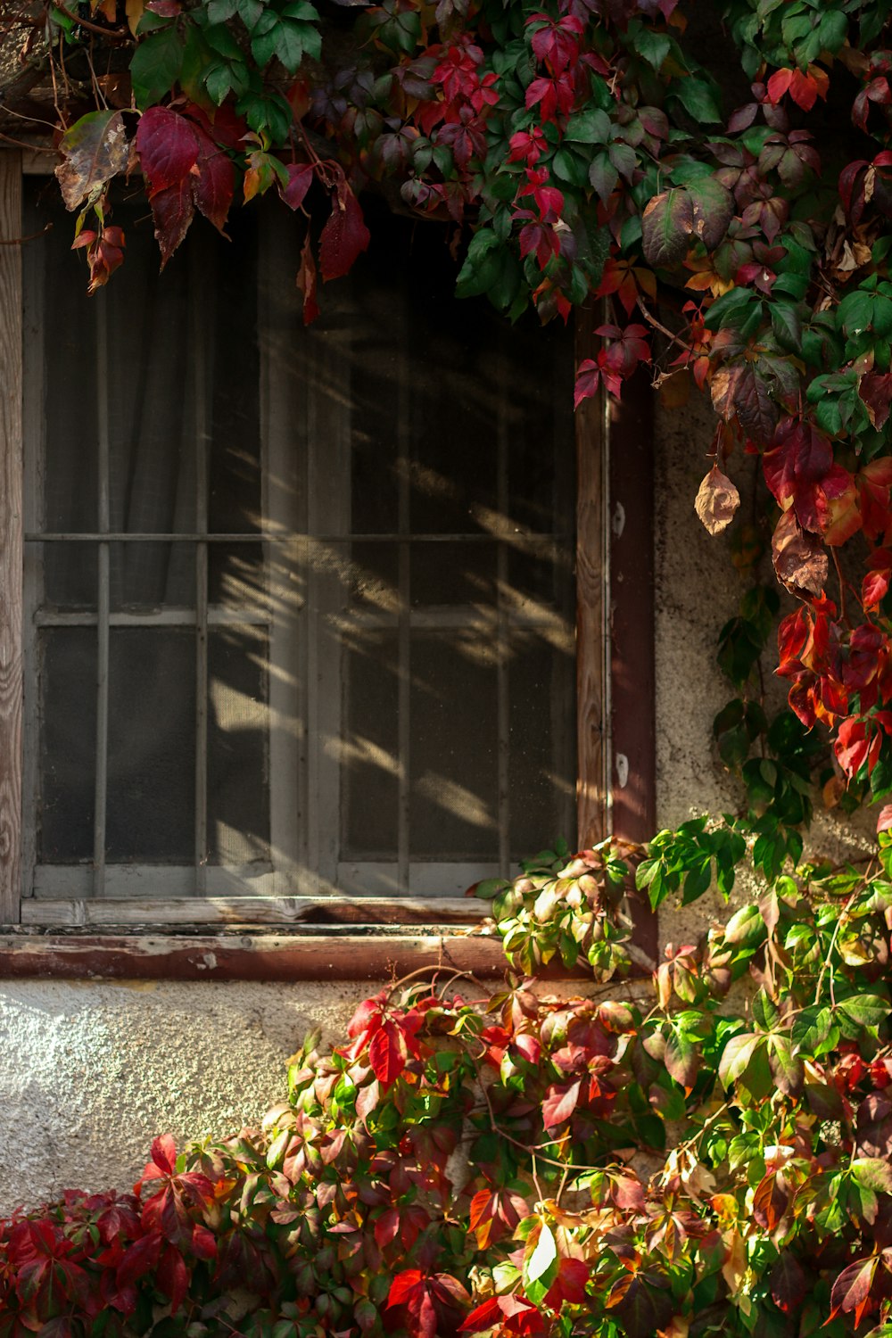 a window with red leaves