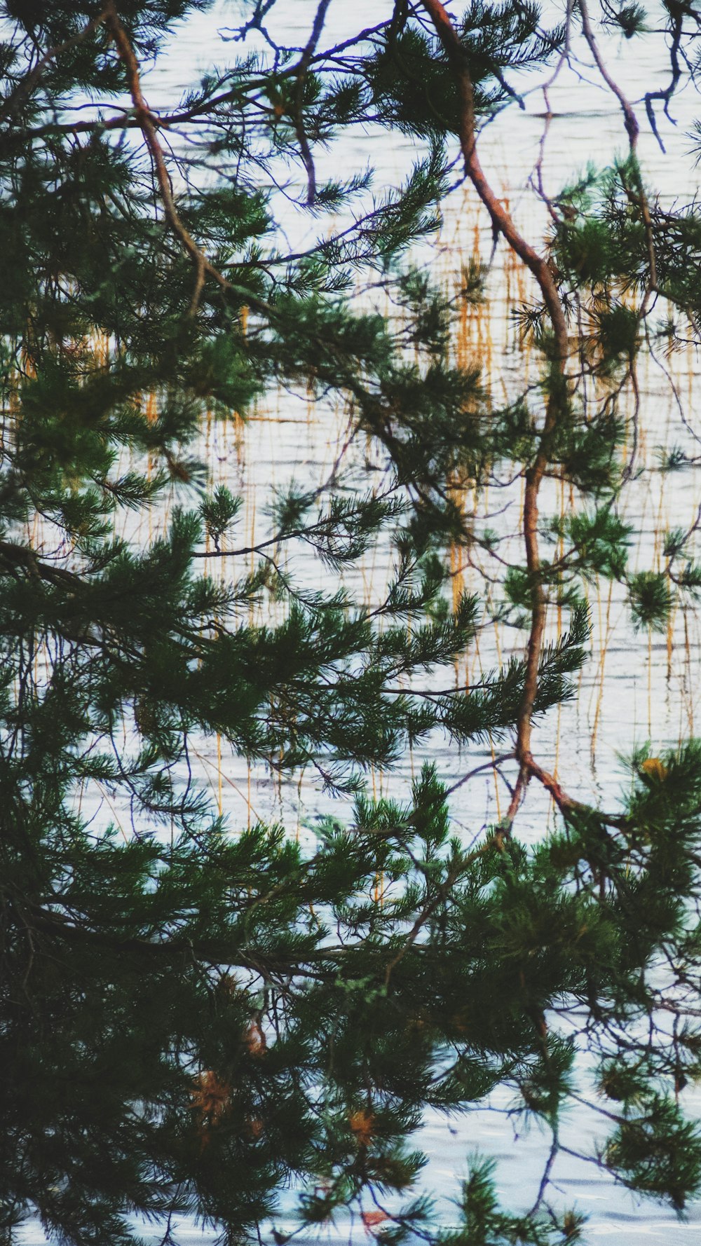 a tree with many branches