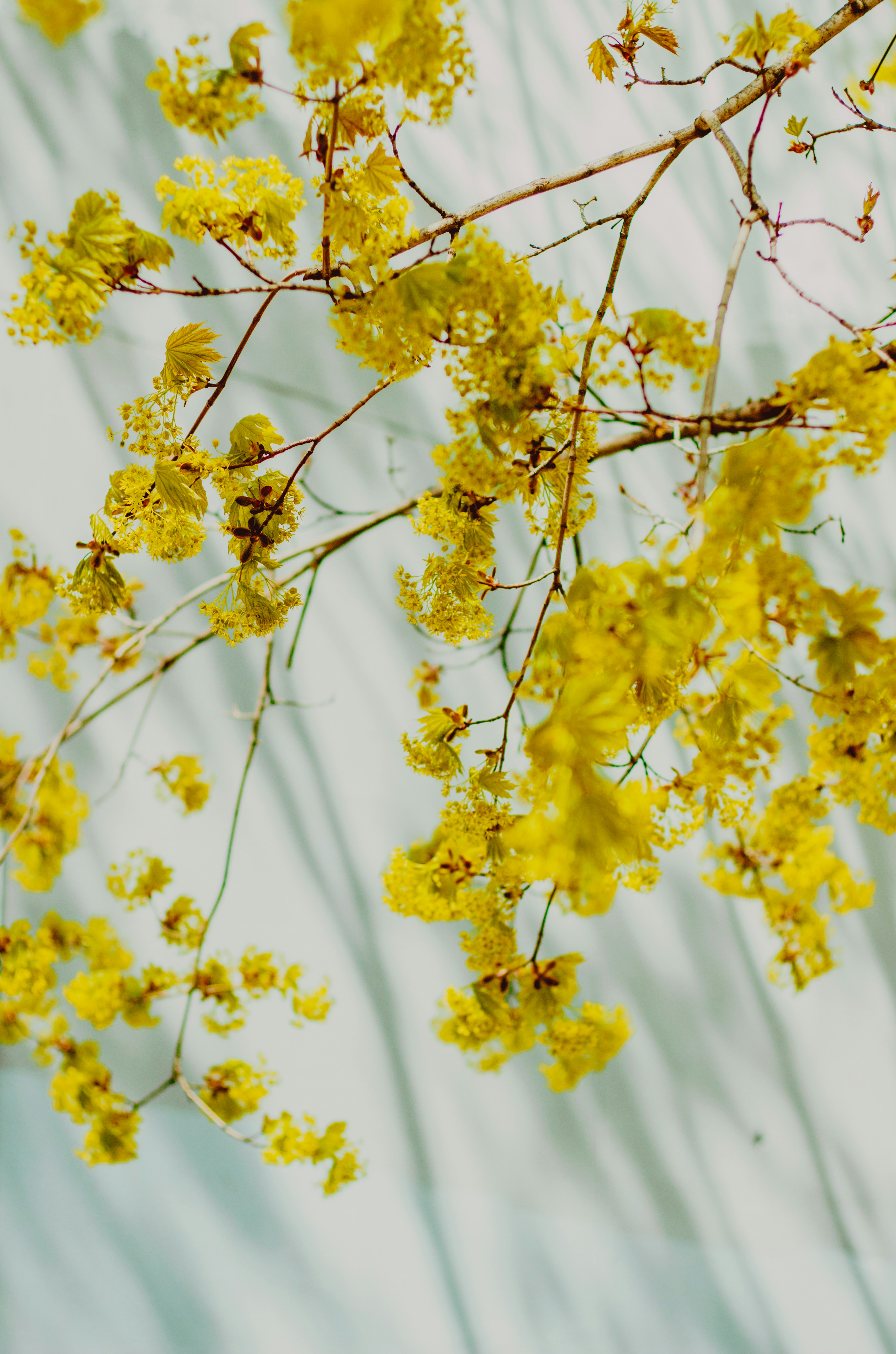 Photo by greenyang10