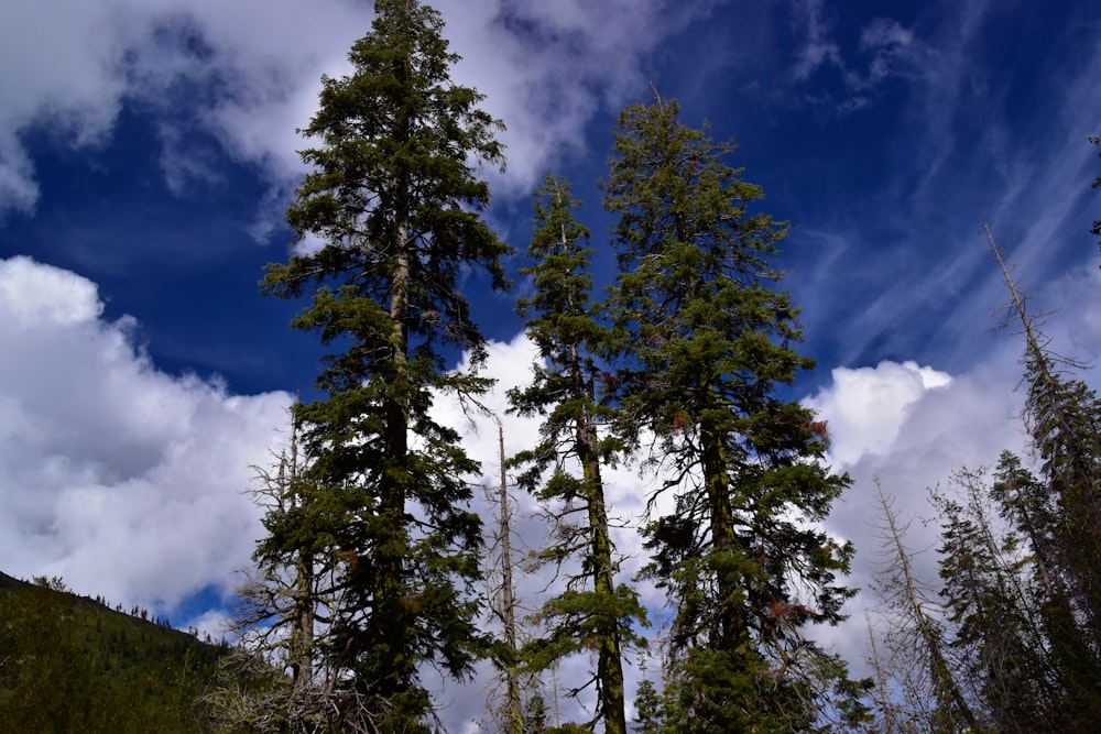 a group of trees