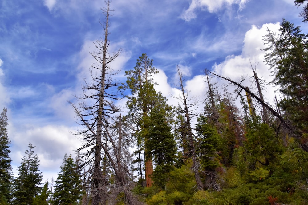 a forest of trees