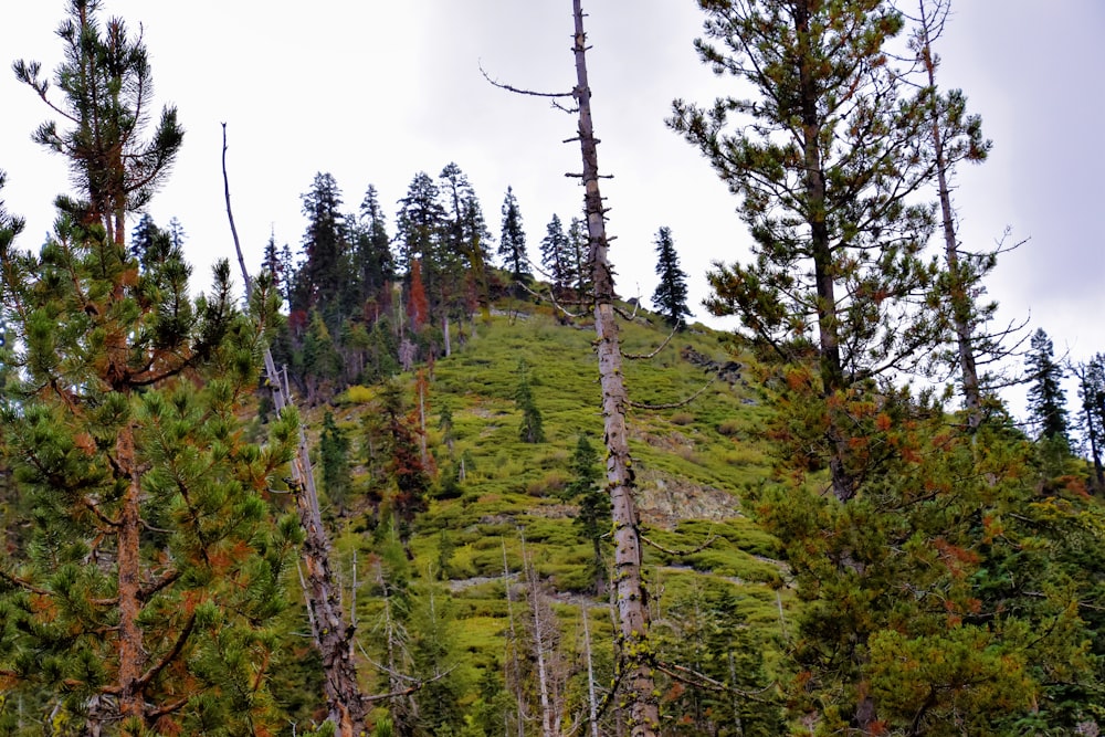 a forest of trees