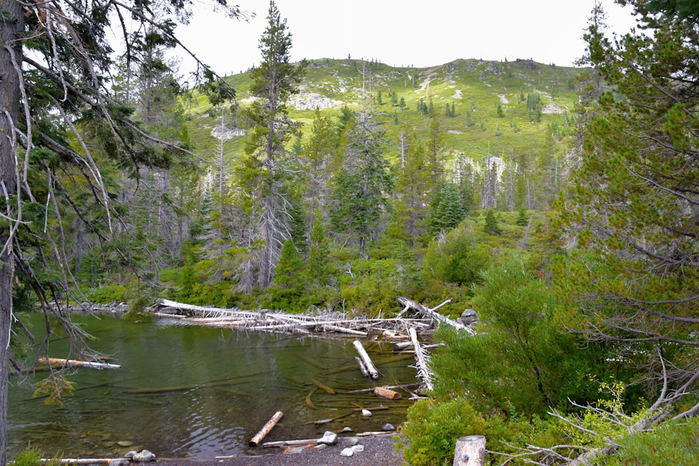 a river with trees and rocks