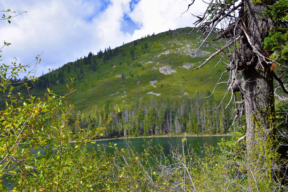 a lake surrounded by trees