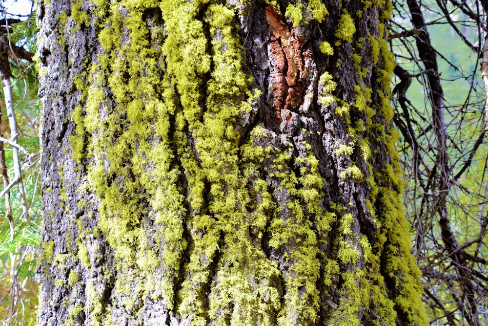 um close-up de uma árvore