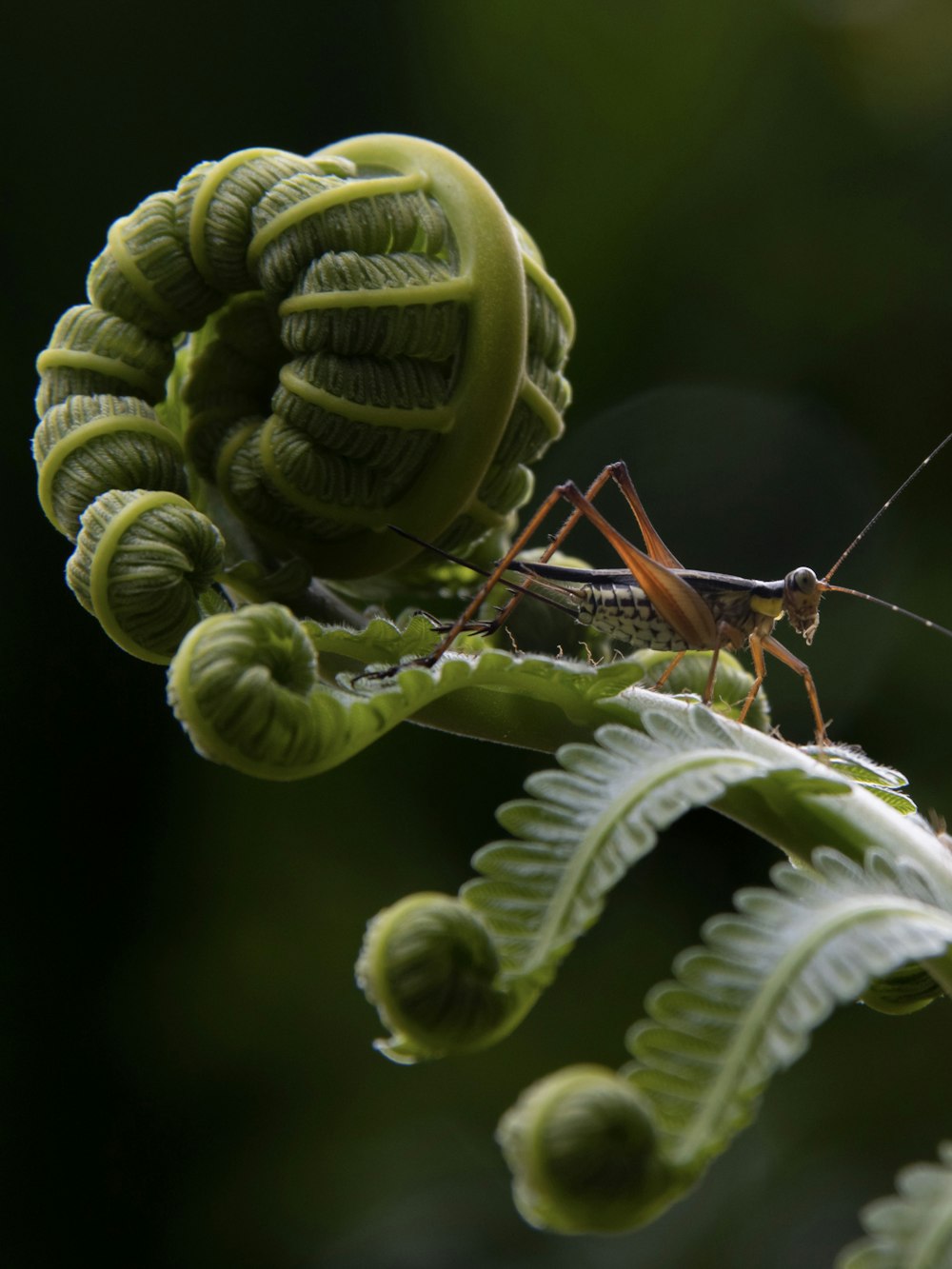 a green insect on a leaf