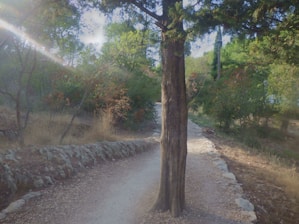 A calm pathway winding through a forest, symbolizing steady career progression.