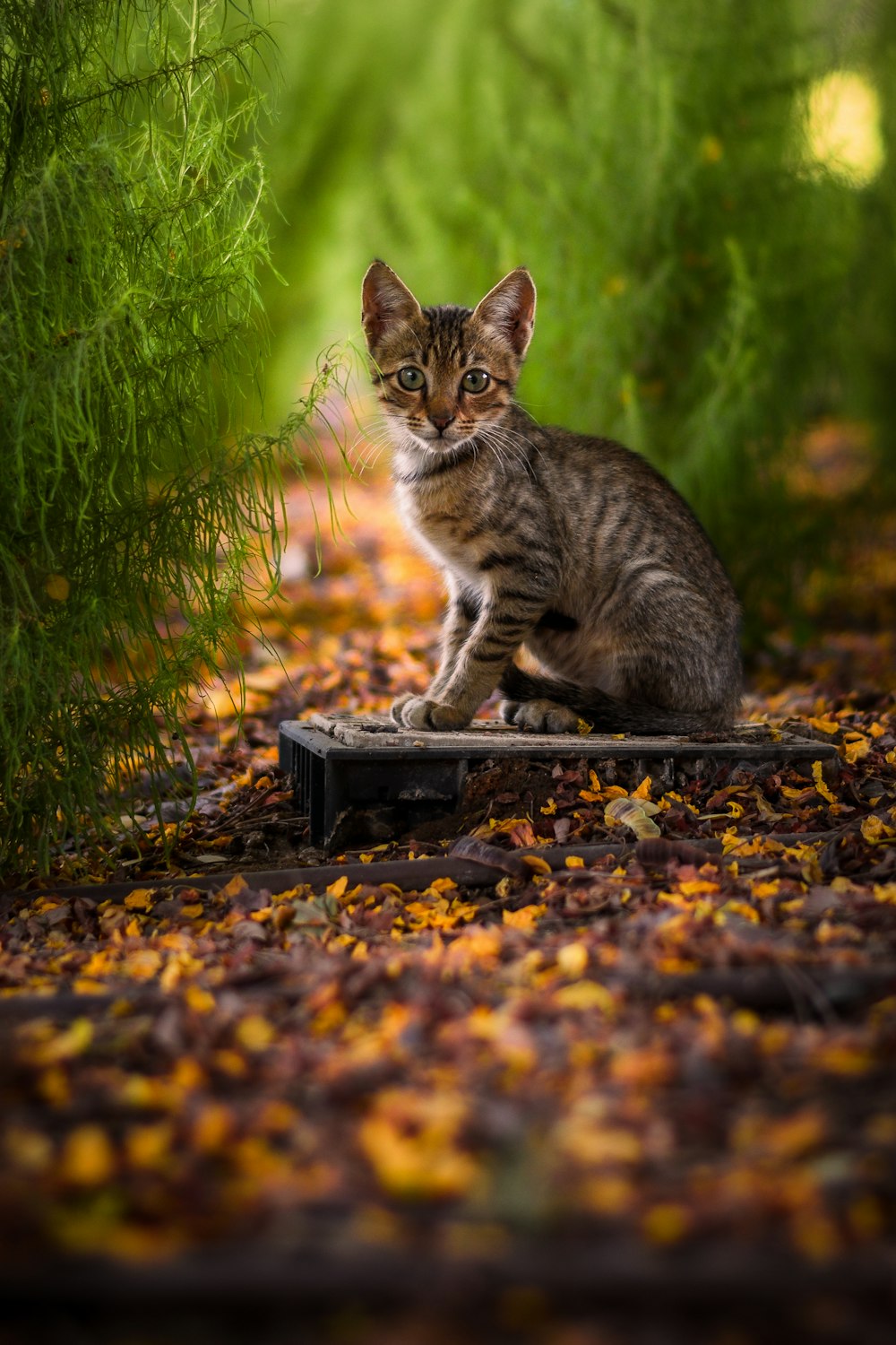 a cat sitting on a log