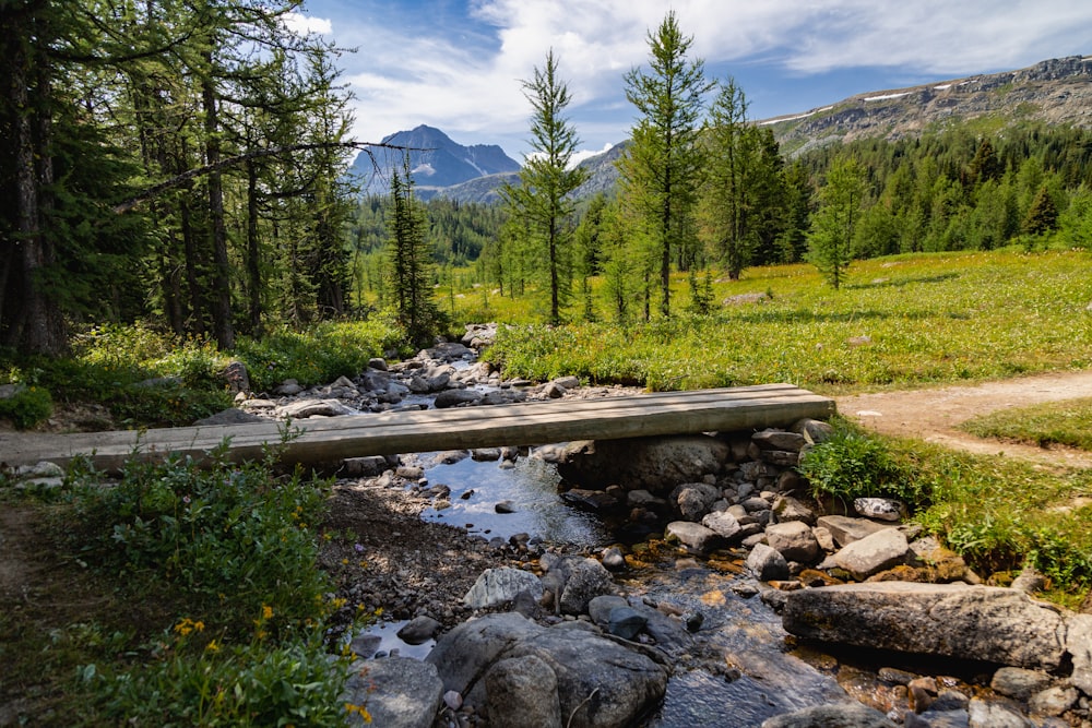 a stream in a forest