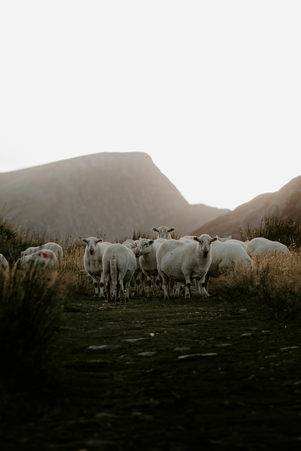 a herd of sheep in a field
