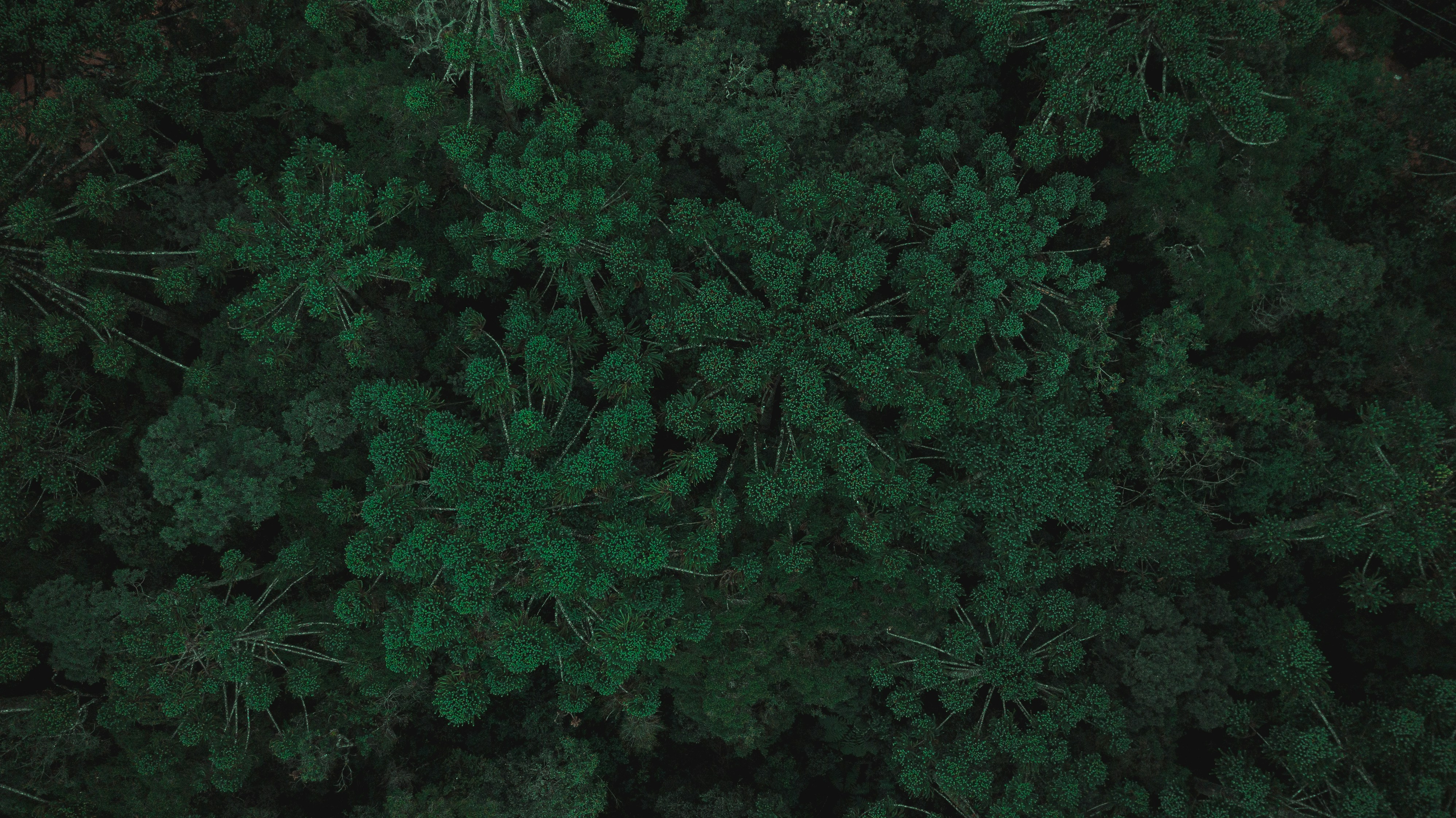 a close-up of some plants