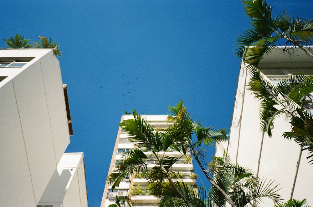 a building with palm trees