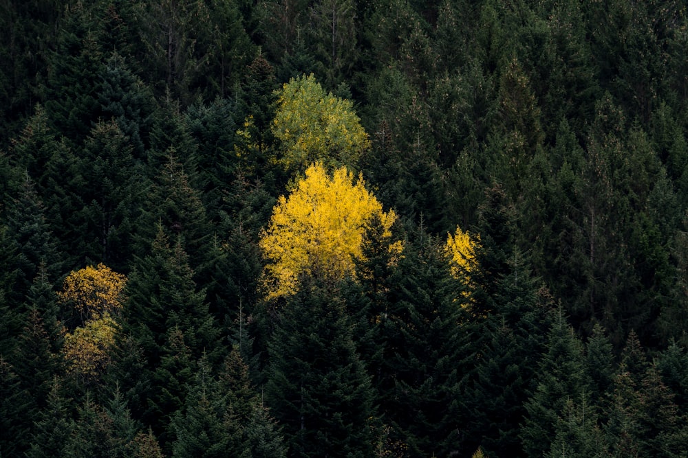 a forest of trees