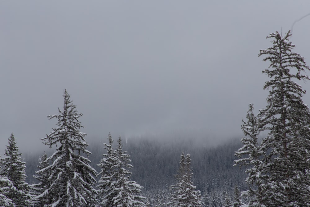 um grupo de árvores em uma área nevada