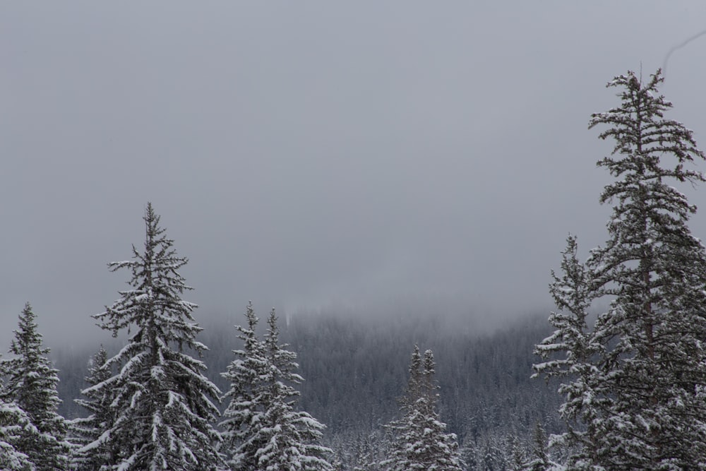 a group of trees in a snowy area