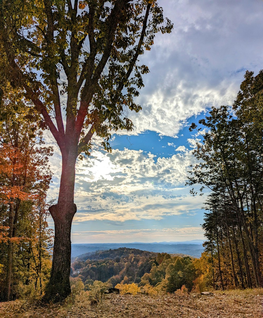 Un árbol en un bosque