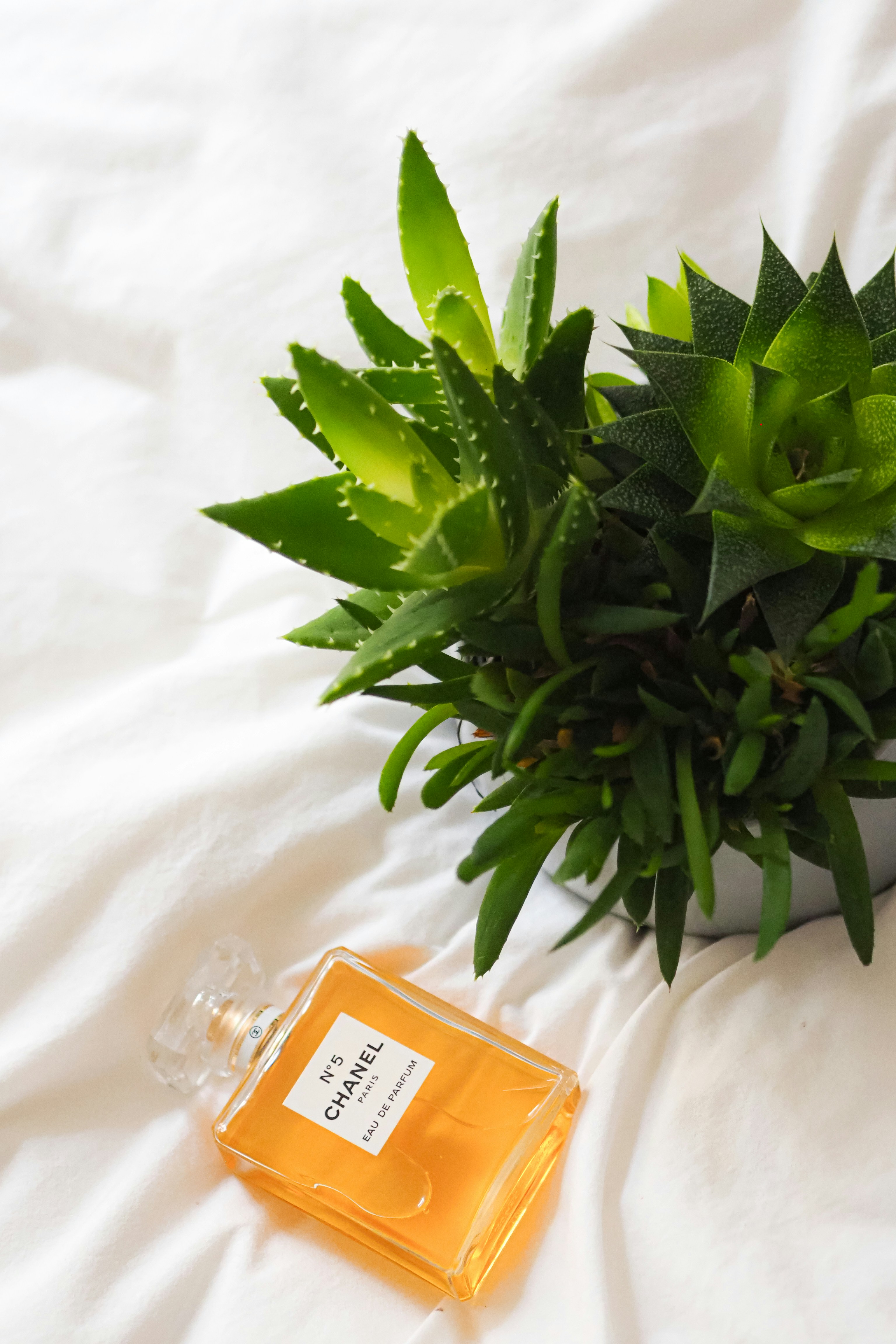 Photo by laurachouette