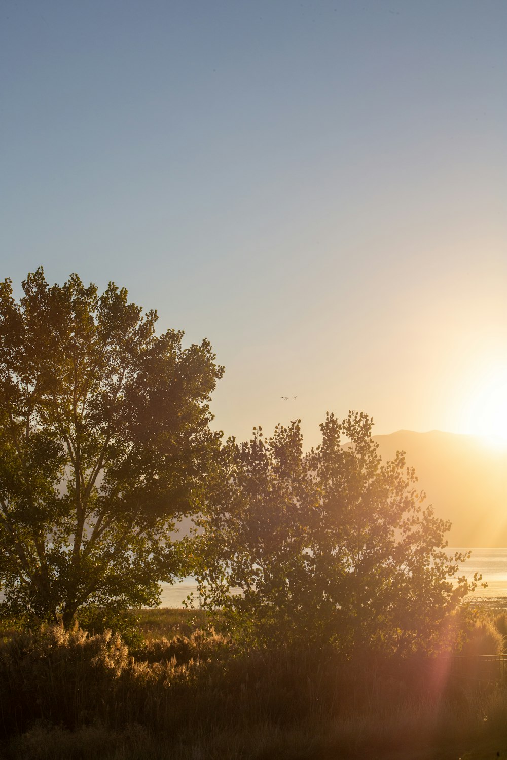 a group of trees with the sun behind them