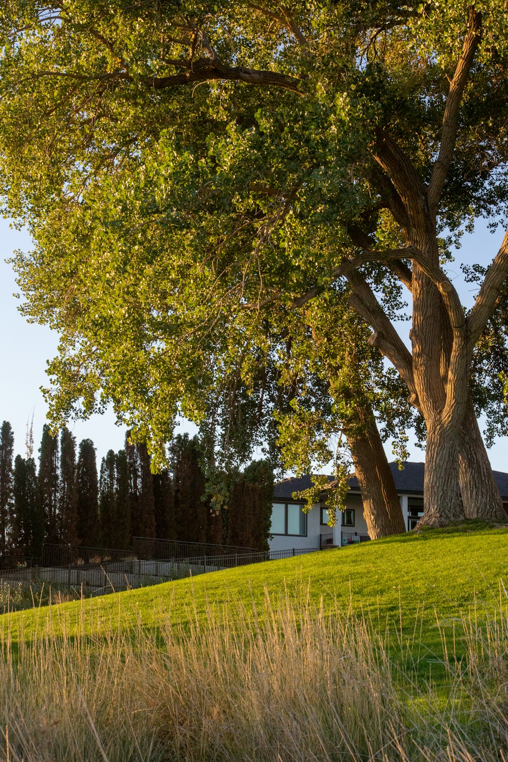 a tree in a field