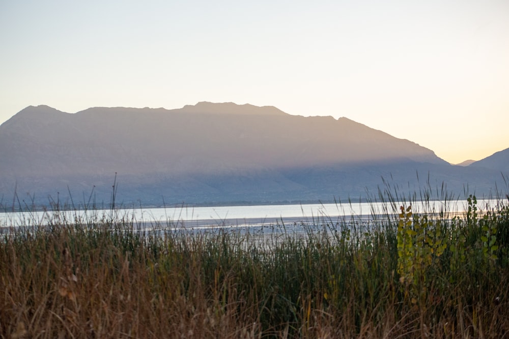 a field of grass with a mountain in the background