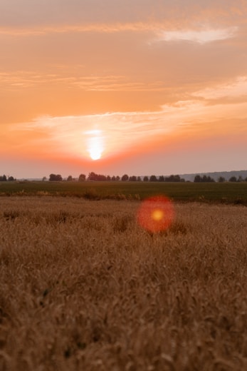 Saskatchewan golden prairie landscape