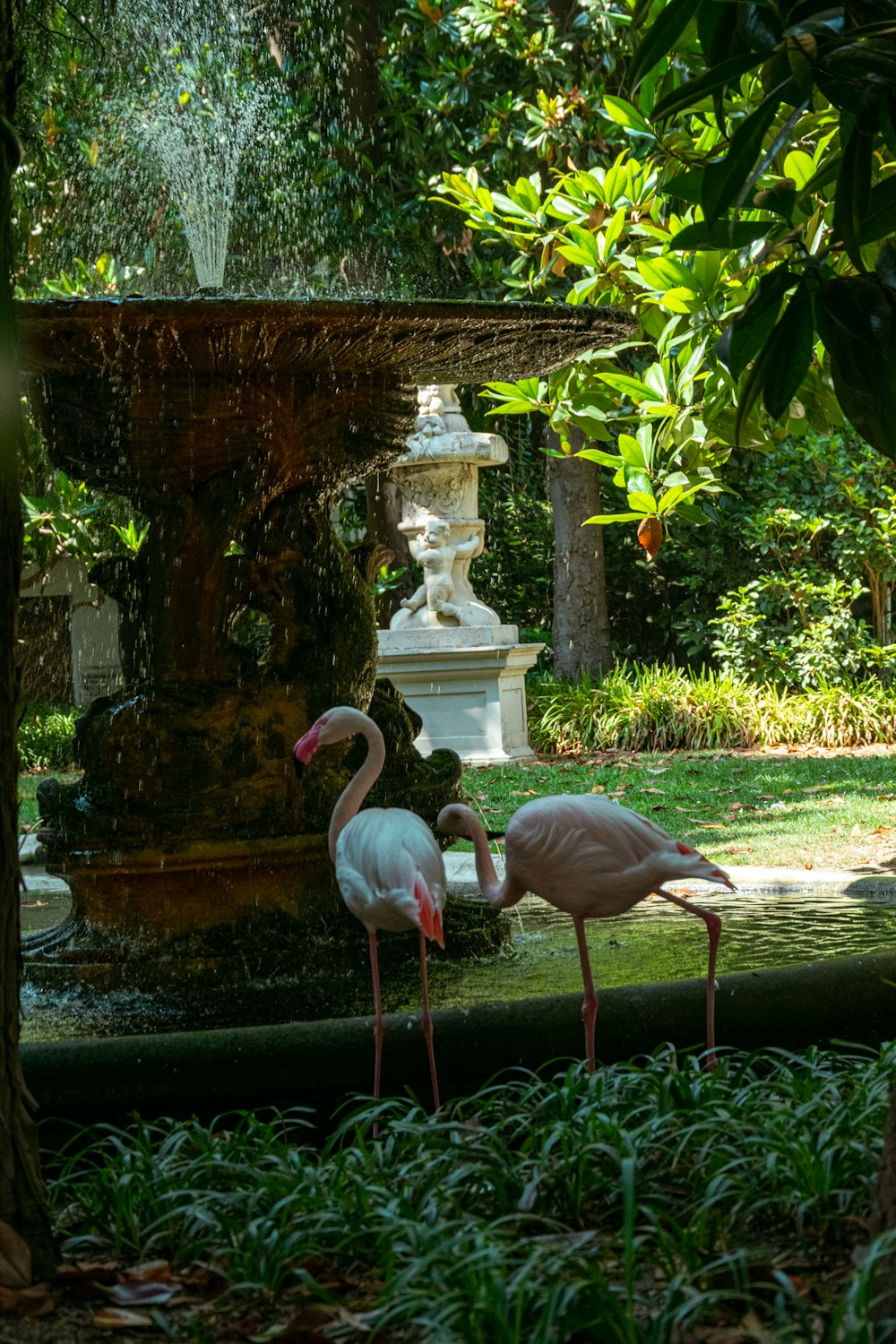 a couple of pink flamingos in front of a water fountain