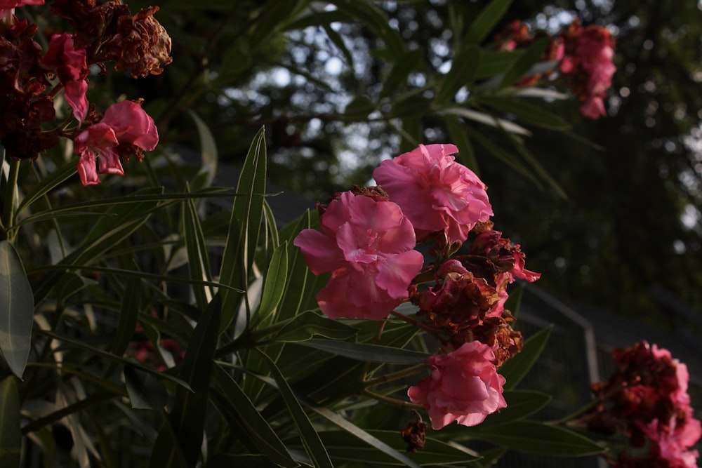 a group of flowers