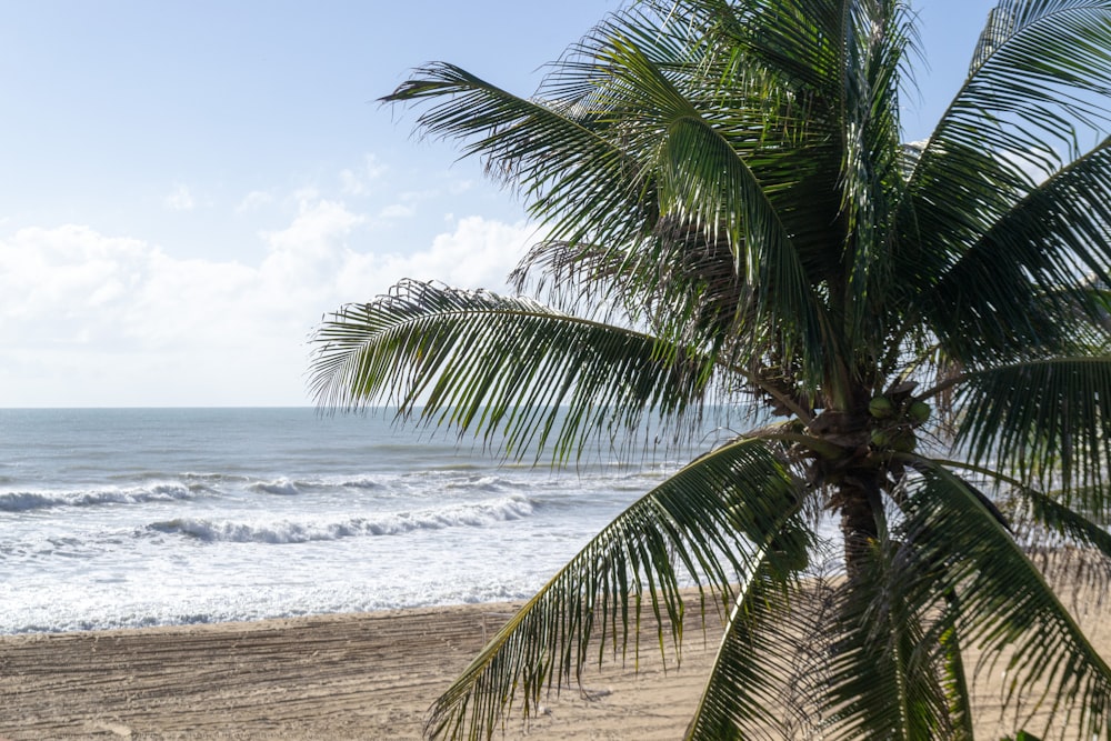 a palm tree on a beach