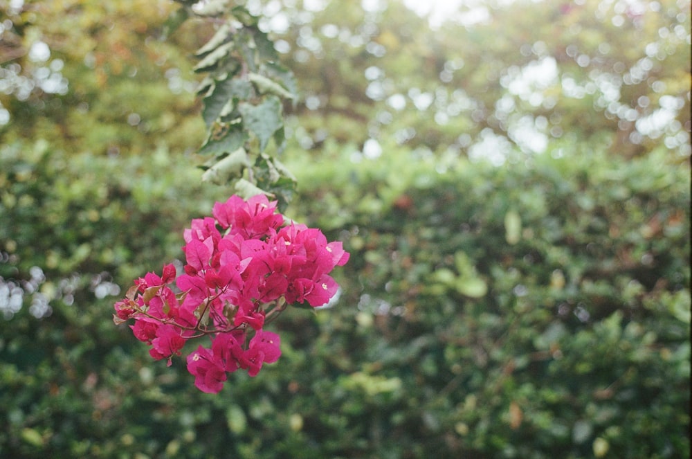 a close up of a flower