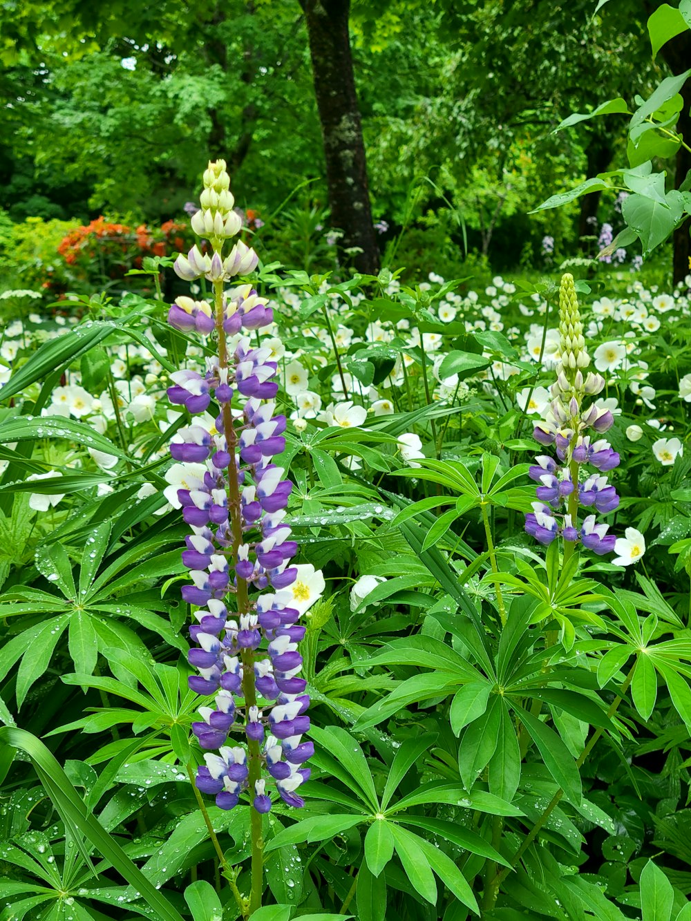 a purple flower with white and yellow flowers