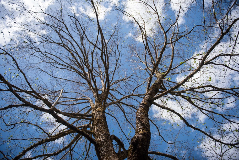 a tree with no leaves