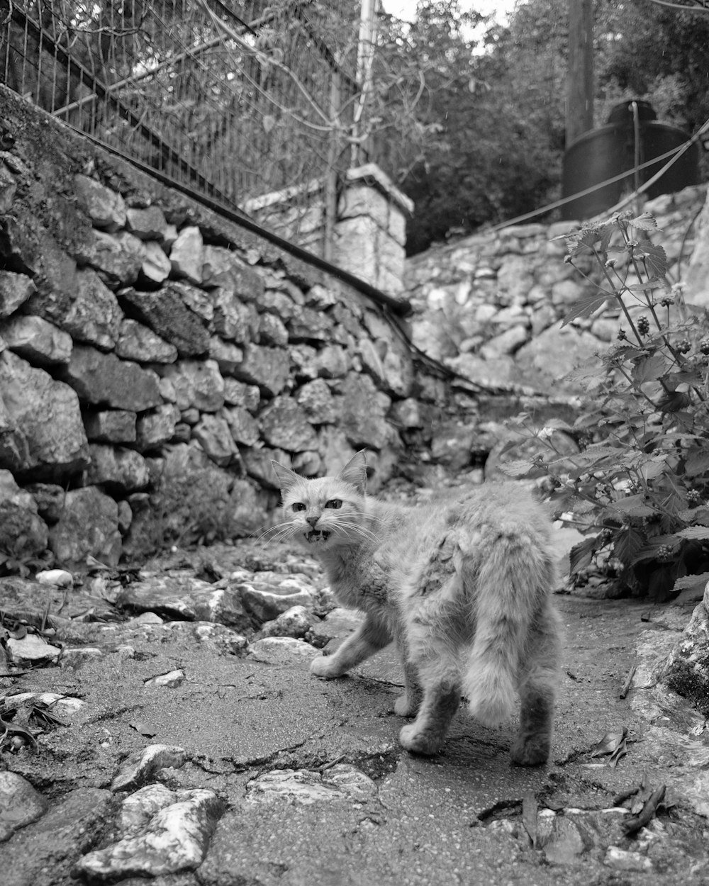 a raccoon walking on a path by a stone wall