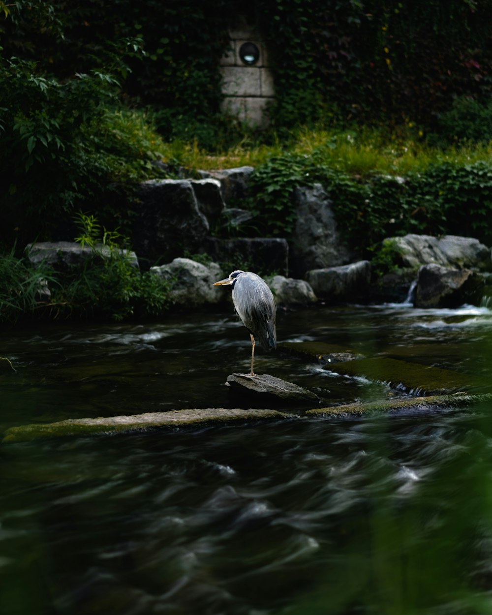 a bird standing on a rock in a river