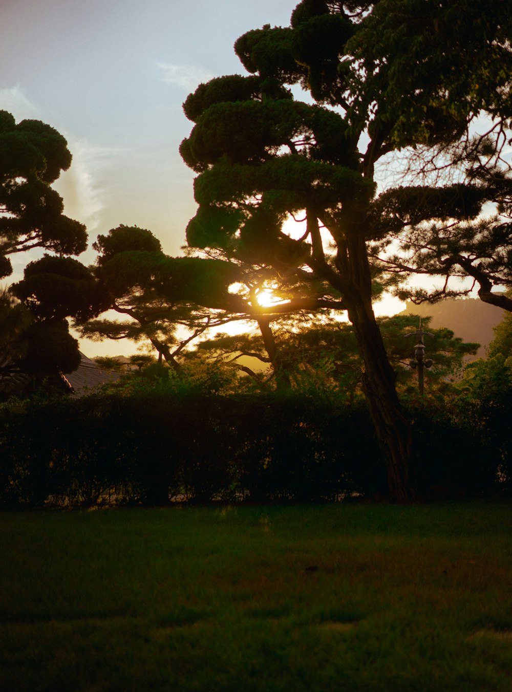 a tree in a field