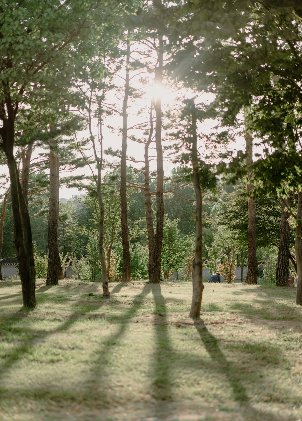 a path through a forest