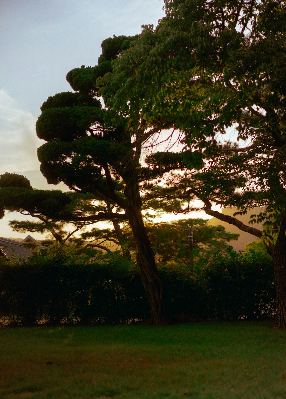 a tree in a park