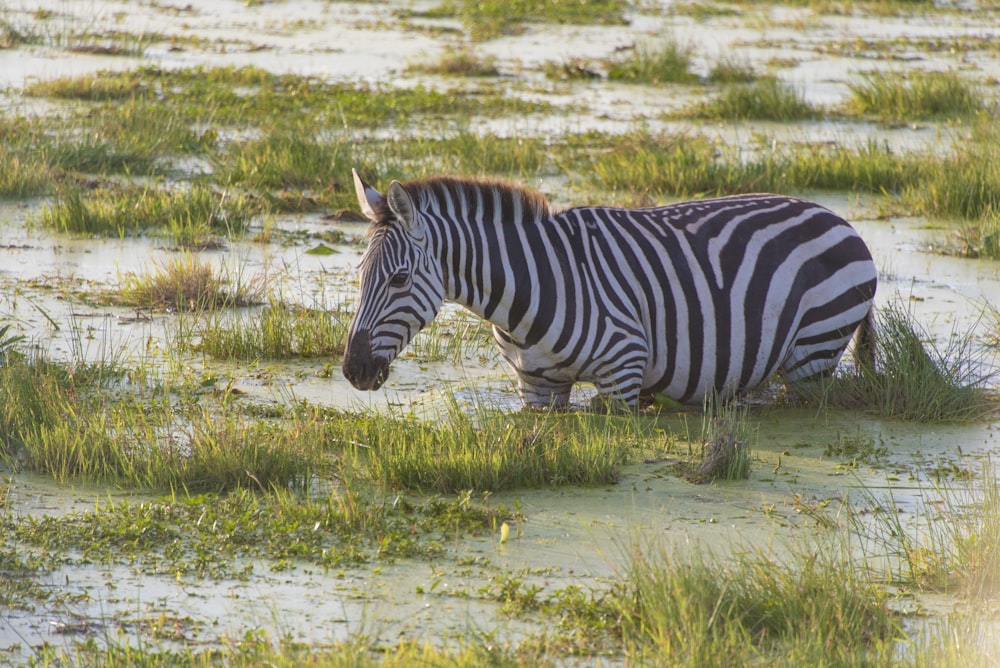 a zebra standing in a field