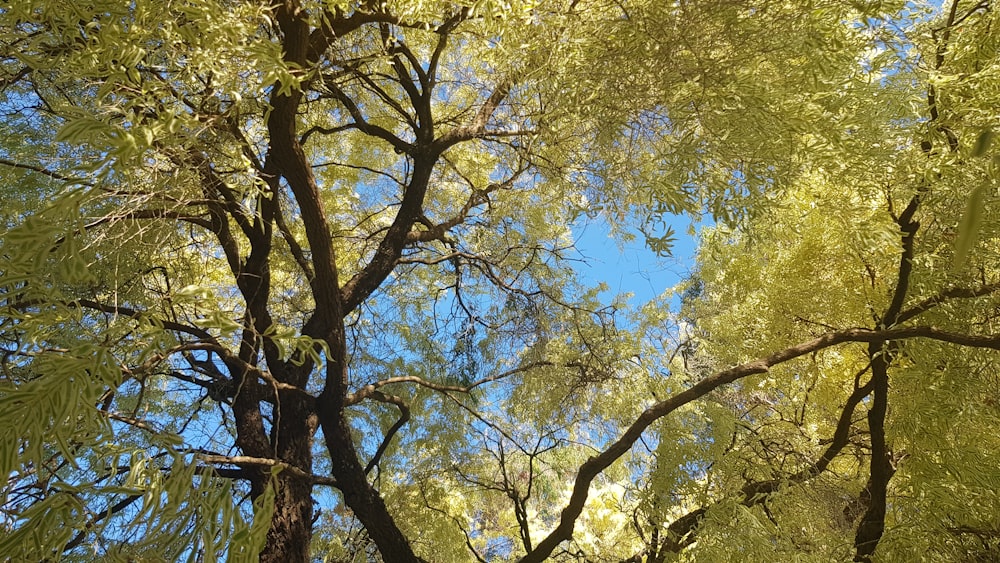 a group of trees with yellow leaves