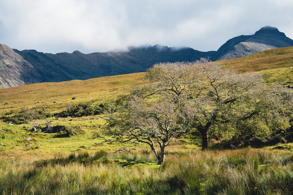 a couple trees in a field