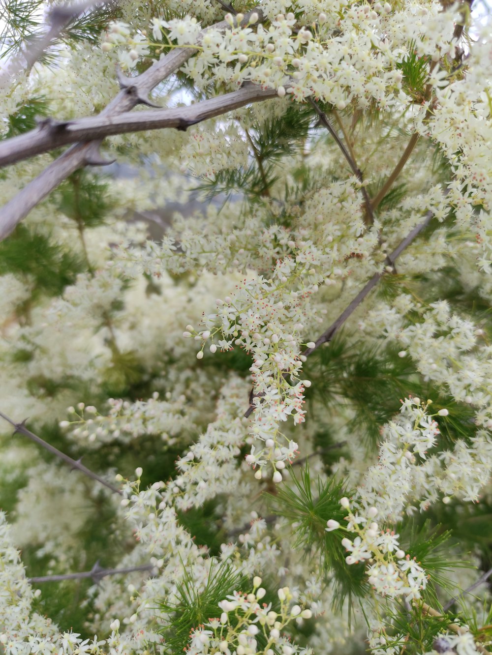 a tree with white flowers