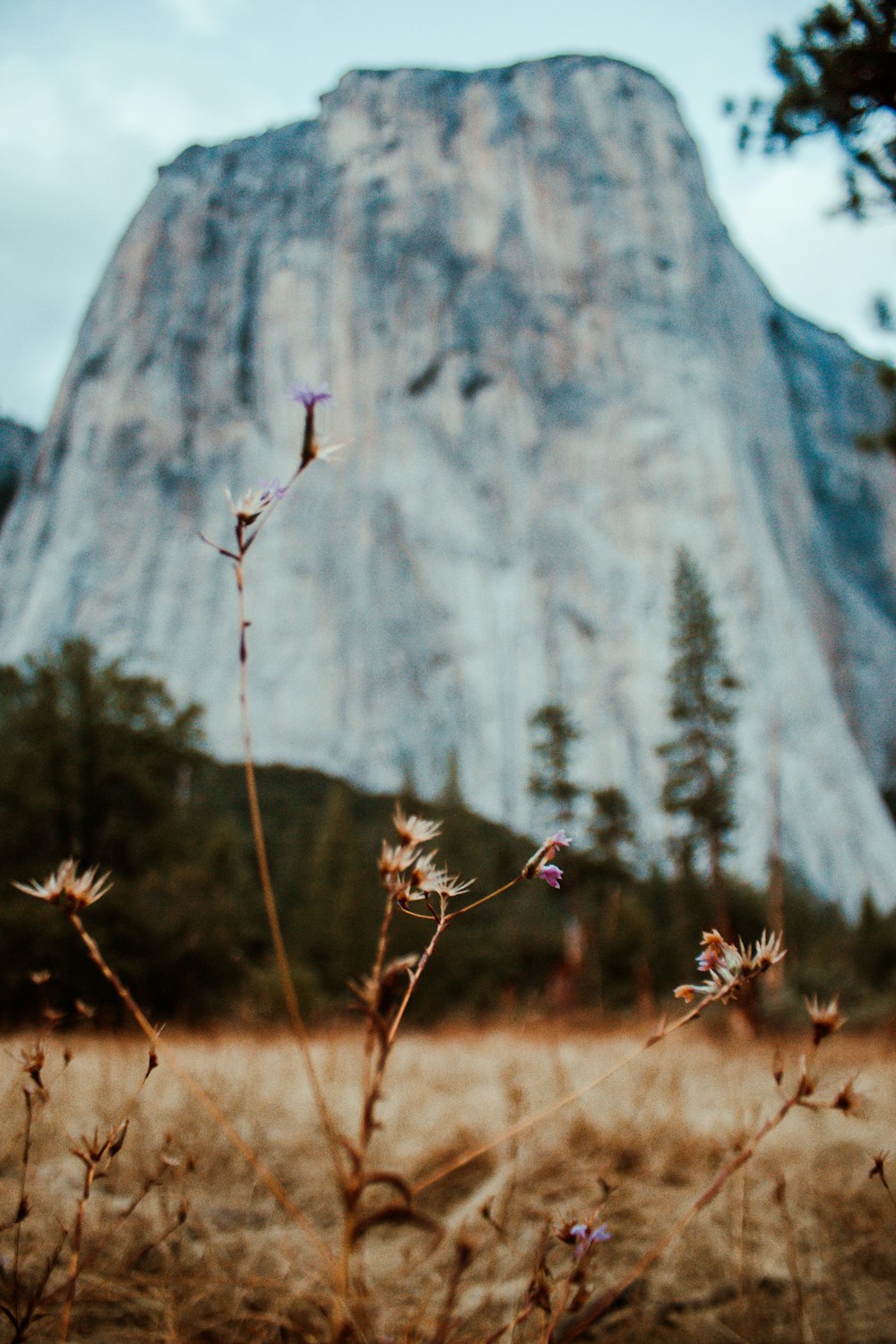 a mountain with a few trees