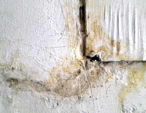 mold remediation toledo