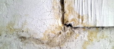 mold remediation layton