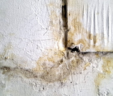 mold remediation toledo