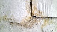 grand rapids mold remediation