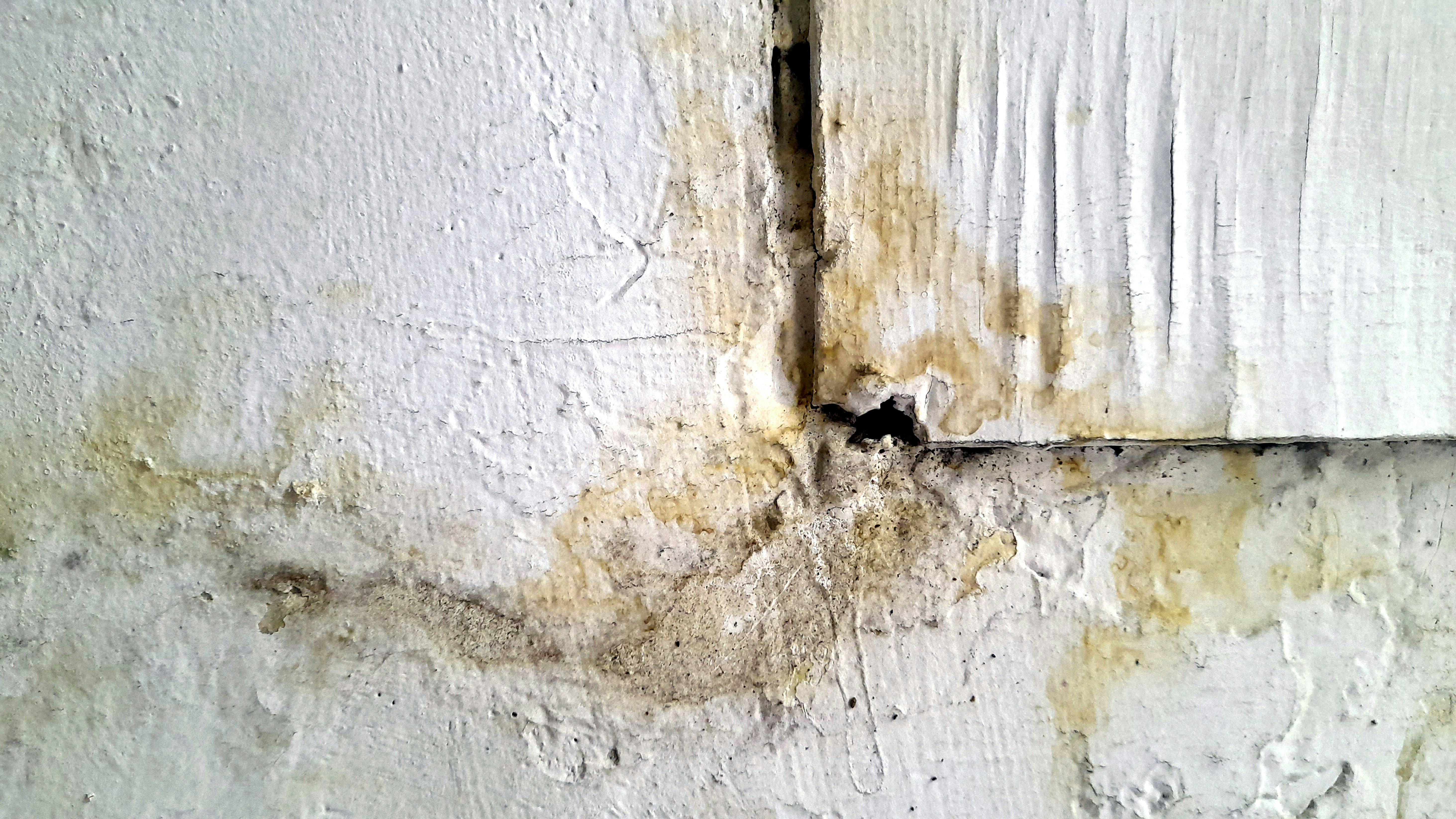 The Quiet Invader: Six Subtle Clues Your Home Has a Mold Problem You Can't See